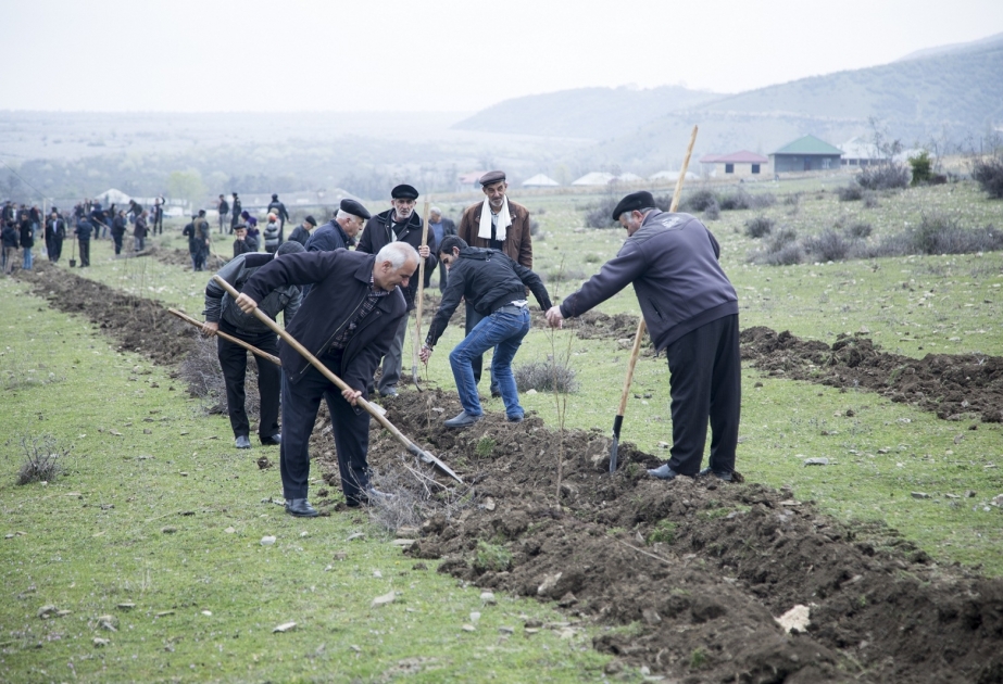 Şəkililər ağacəkmə kampaniyasına qoşulublar