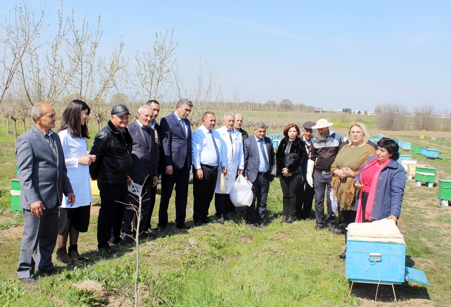 İntensiv arıçılığa həsr olunmuş seminar və sahə nümayişi keçirilib