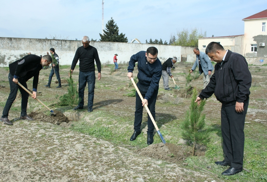 Neftçalada ağacəkmə aksiyası