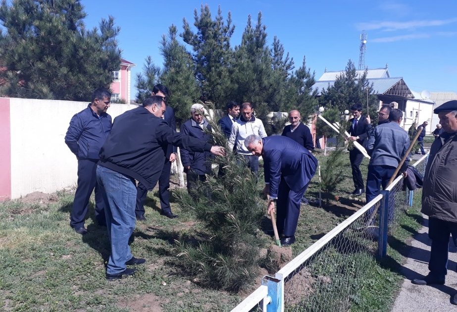 Samuxda uşaq bağçalarının həyətlərində 1500-dən çox həmişəyaşıl və meyvə ağacları əkilib