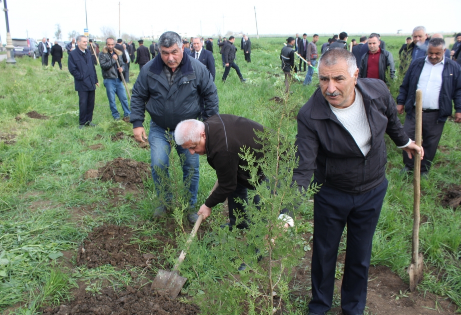 Cəlilabadda ağacəkmə aksiyasında 850 ədəd şam və küknar ağacı əkilib