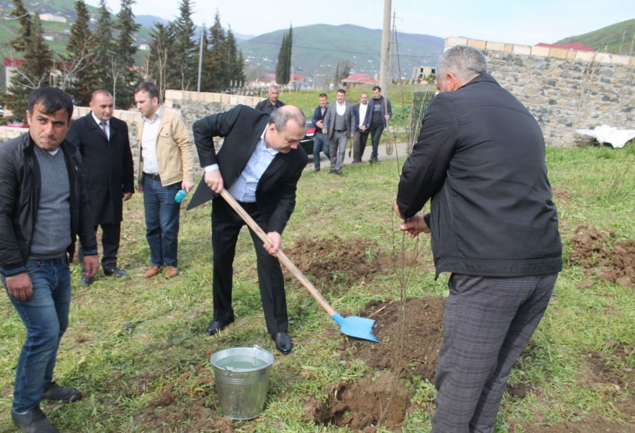 Yardımlıda ağacəkmə aksiyasında iki minə yaxın ağac əkilib