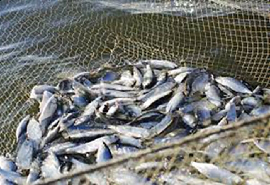 В реке Кошкарата в Казахстане погибли ценные виды рыб