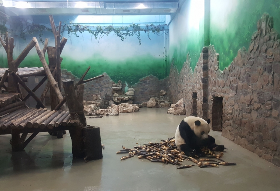 “Çin-Avrasiya” layihəsinin iştirakçıları panda qoruğunda olublar VİDEO