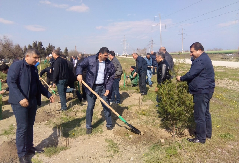 “Azəriqaz” və “Azərikimya” Sumqayıtda birgə iməcilik keçirib