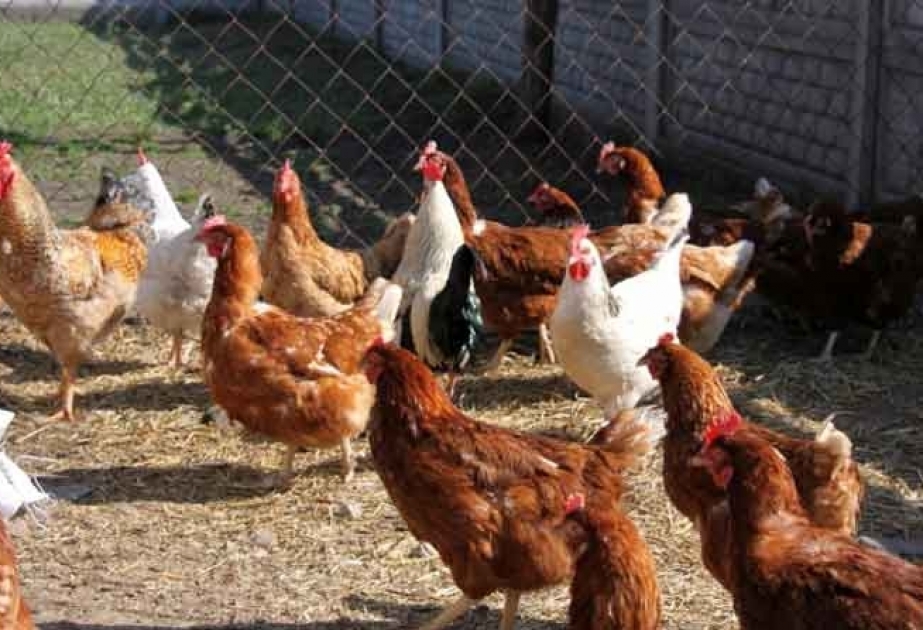 “Quş qripinə” görə ölkədə epizootik vəziyyət sabitdir