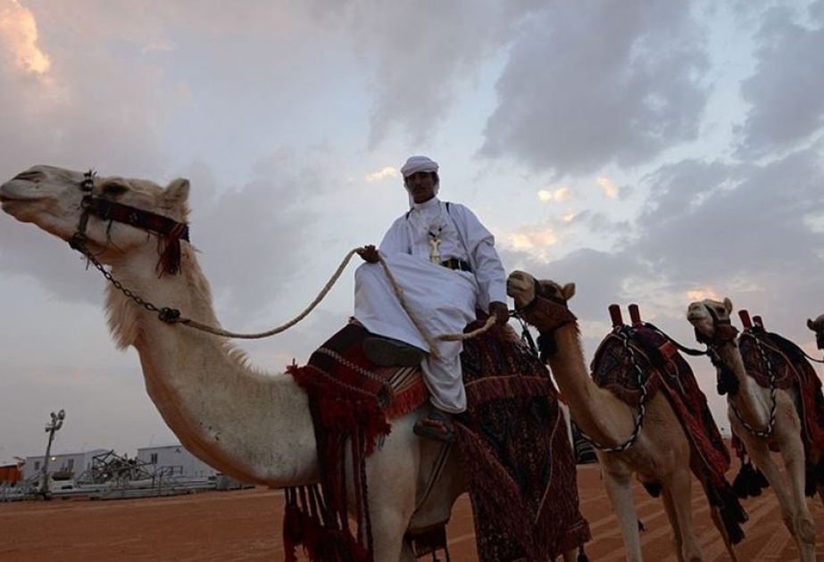 Фестиваль верблюдов прошел в Саудовской Аравии