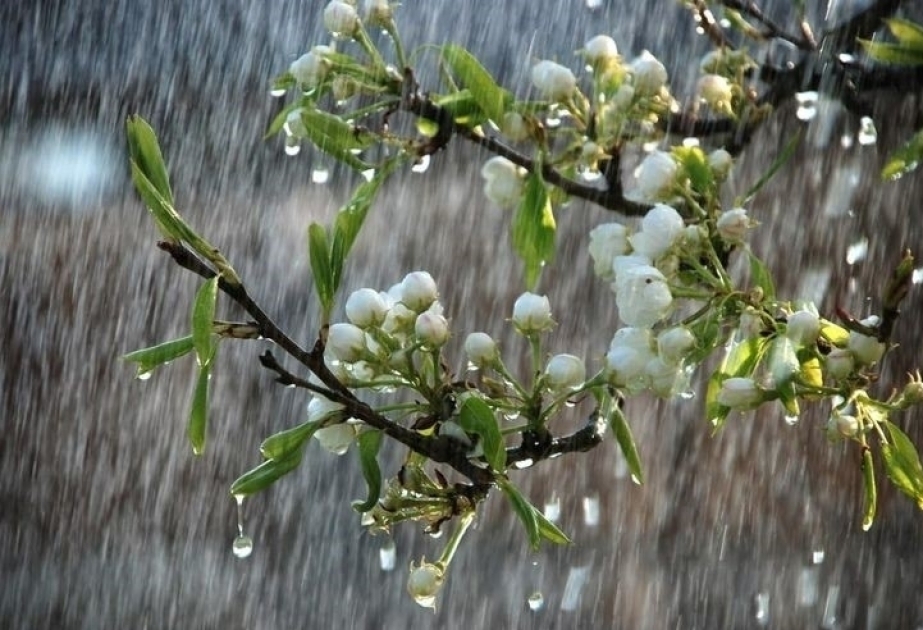 الأرصاد الجوية تتوقع هطول مطر كثيف على بعض المناطق