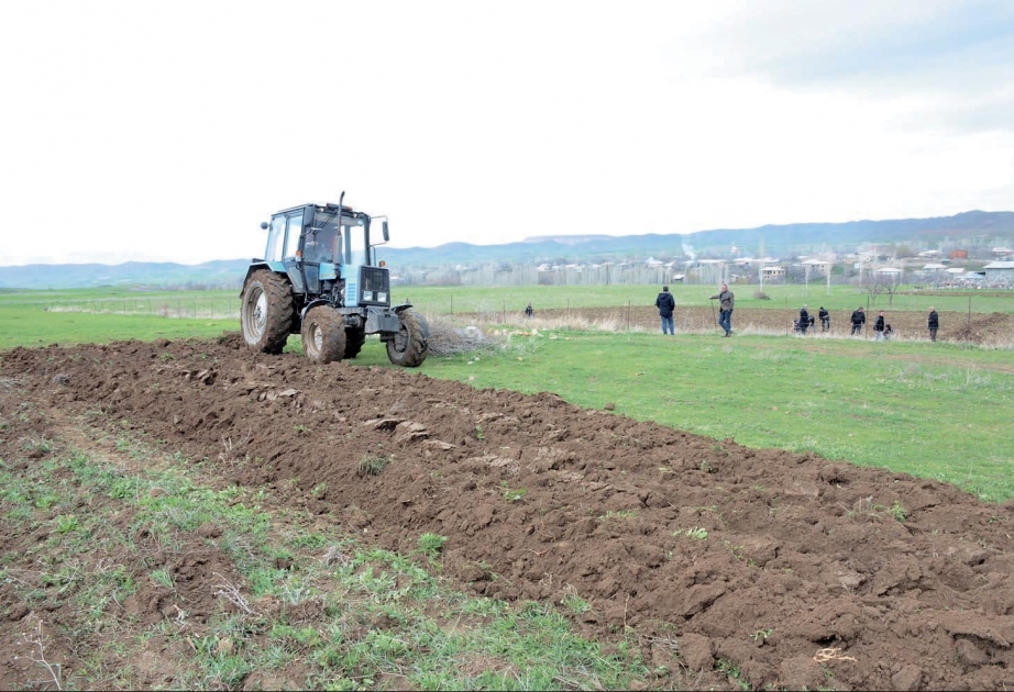 Culfa rayonunda sahələrdə əkin işləri aparılır