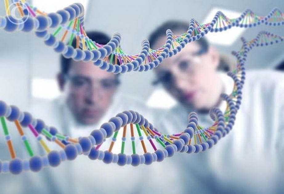 SRC-1 gene variants linked to human obesity