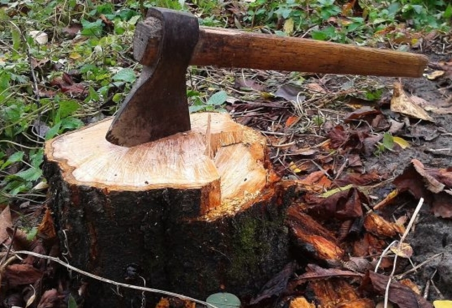 Нанесенный природе ущерб за незаконную вырубку деревьев оценен в размере 2 960 манатов