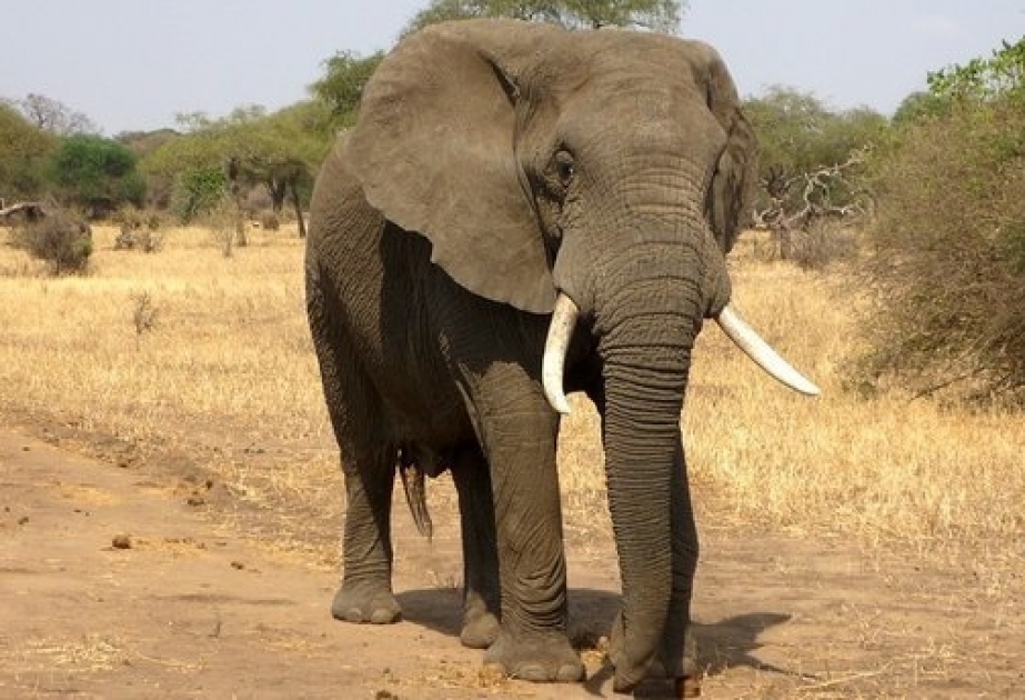 Hindistanda fil beş nəfəri tapdalayaraq öldürüb