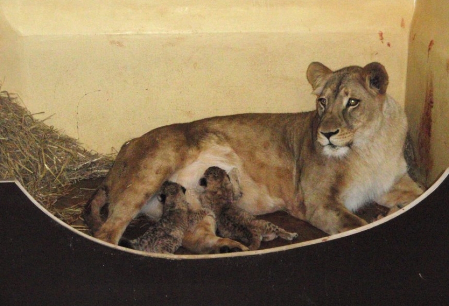 Im Erfurter Zoopark zum ersten Mal Löwenbabys zur Welt gekommen