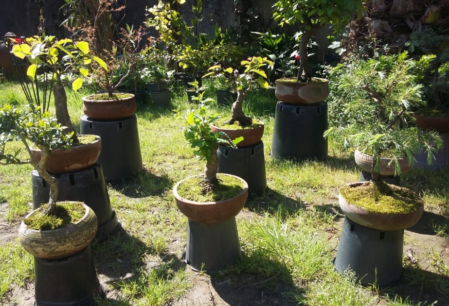 Lənkəranlı bağban böyük ağacların bonsayını yetişdirir  REPORTAJ VİDEO