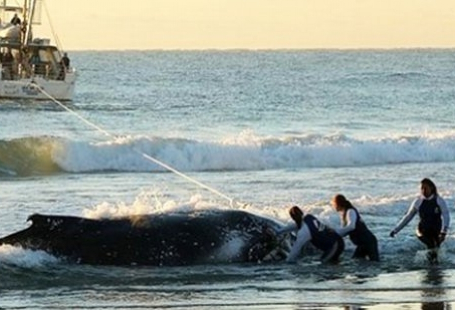 Сотни китов погибают на Канарах после столкновения с судами