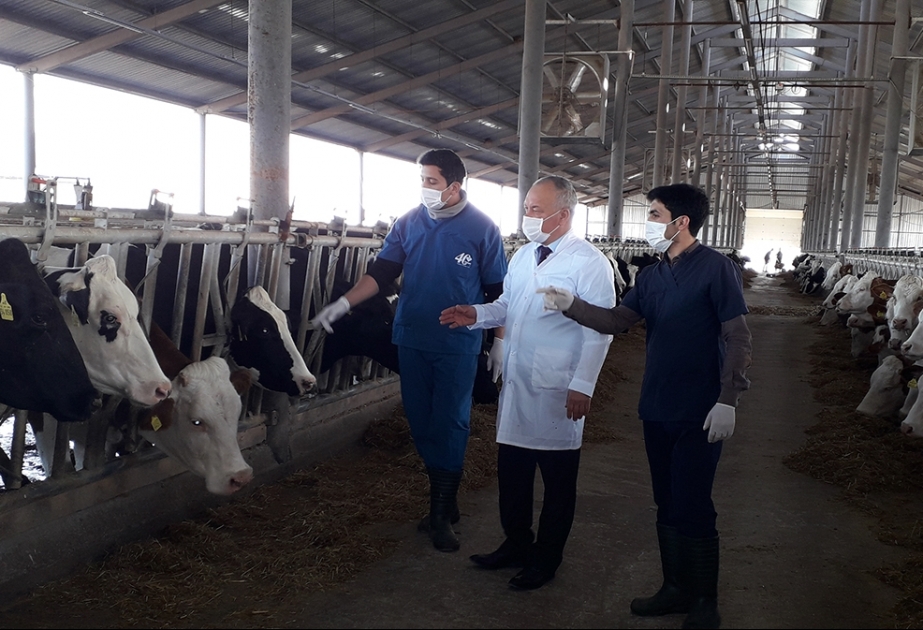 İmişlidə heyvanlar arasında xüsusi təhlükəli xəstəliklərə qarşı profilaktik tədbirlər görülür