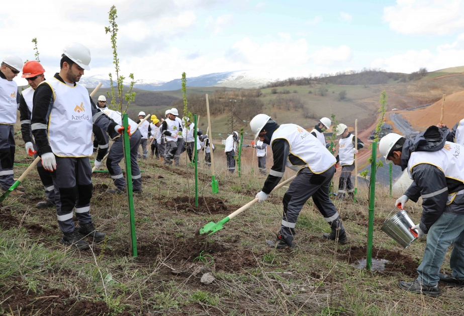 “AzerGold” QSC növbəti ağacəkmə aksiyası keçirib