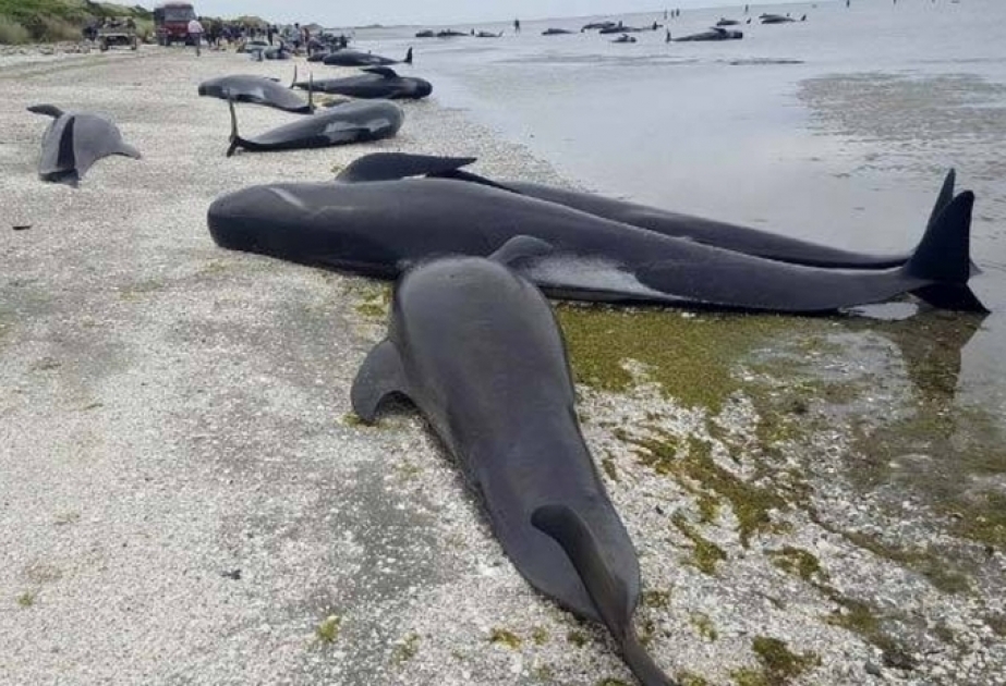 Dalğalar yüzlərlə ölü delfini Fransa sahillərinə atıb
