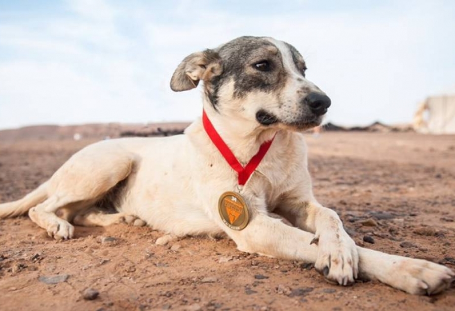 Кактус, первая собака, которая за шесть дней завершила один из самых сложных марафонов в мире