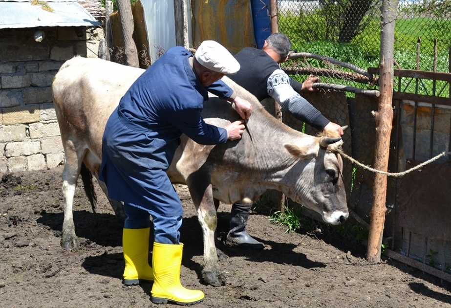 Şamaxıda heyvanlar xüsusi təhlükəli xəstəliklərə qarşı peyvənd olunur