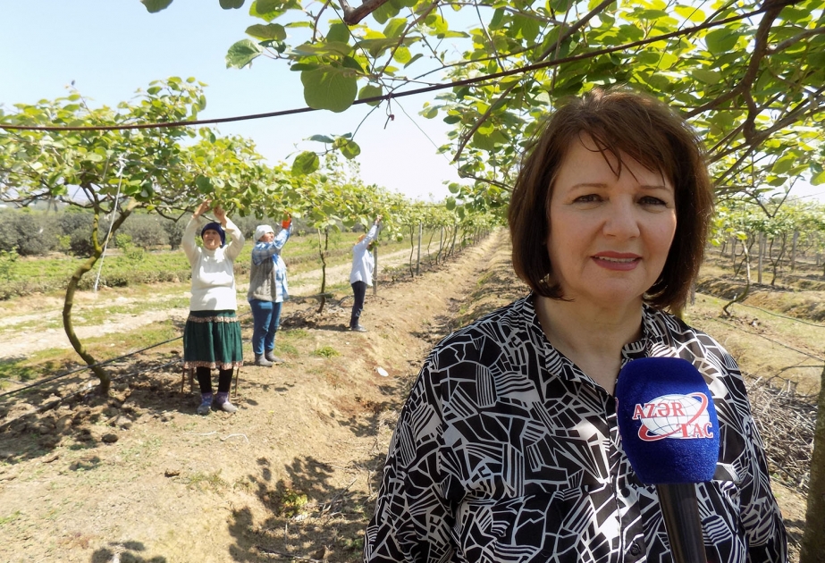Lənkəranlı qadın fermer: Məqsədimiz müasir, dinamik inkişaf edən təsərrüfat yaratmaqdır