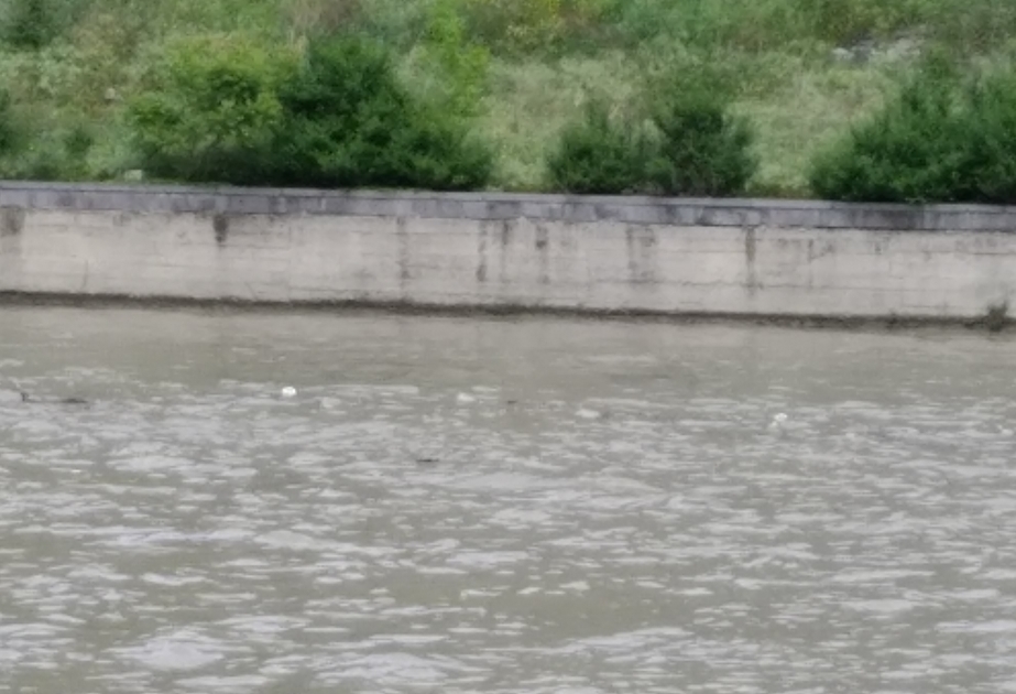 Kür çayının Tbilisidən keçən hissəsi tullantılarla çirkləndirilib