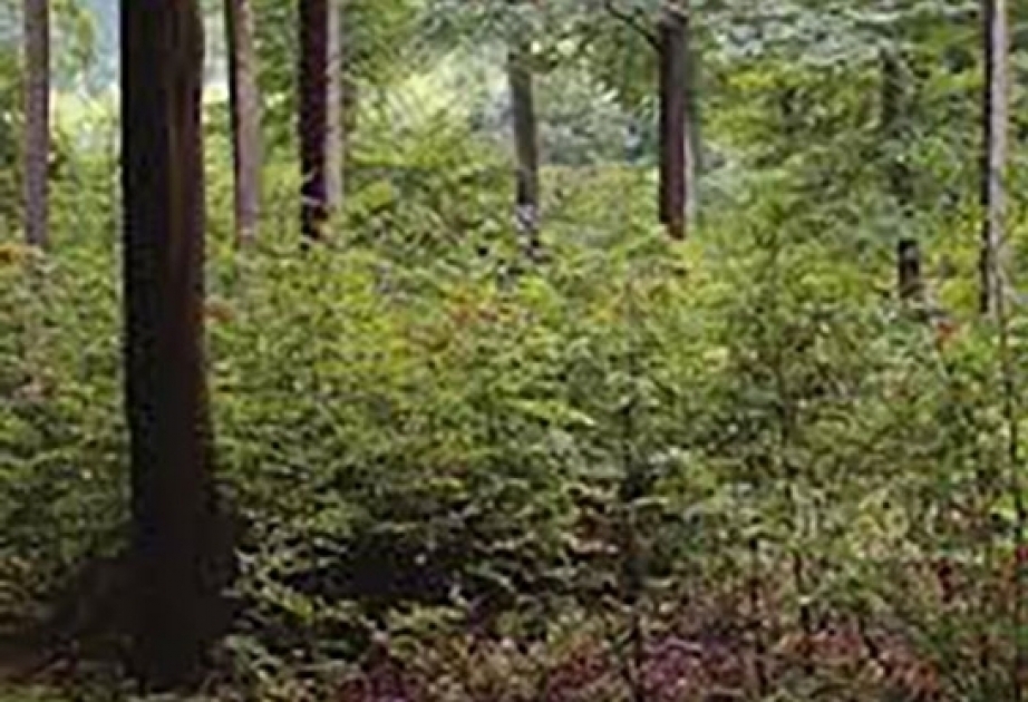 Hungary`s oldest forest chopped down