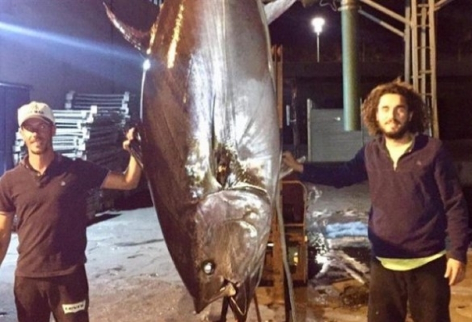 Portuqaliyada dünyada ən böyük tunes balığı tutulub