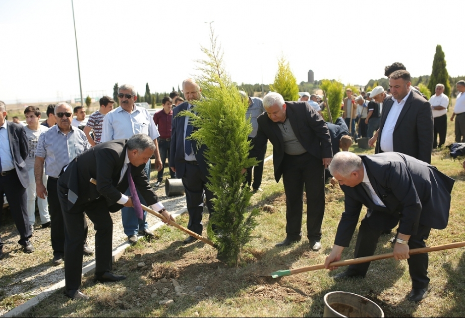 Gəncədə ağacəkmə aksiyası keçirilib