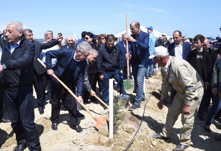 Ulu öndər Heydər Əliyevin anadan olmasının 96 illiyi münasibətilə ağacəkmə aksiyası keçirilib