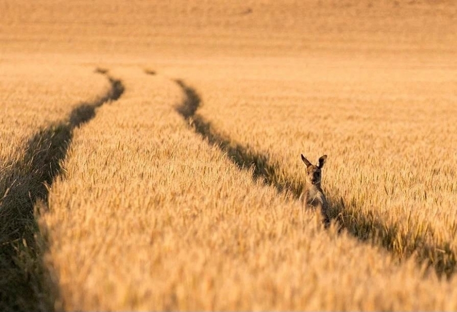 Australia to import first wheat in 12 years as drought bites