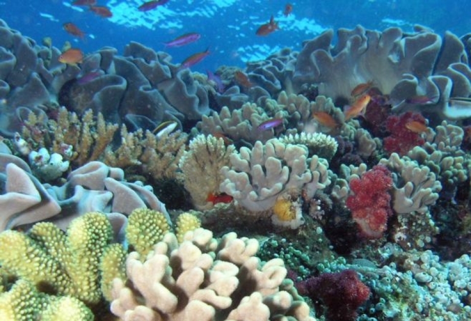 Учёные обнаружили разновидность кораллов, устойчивых к глобальному потеплению