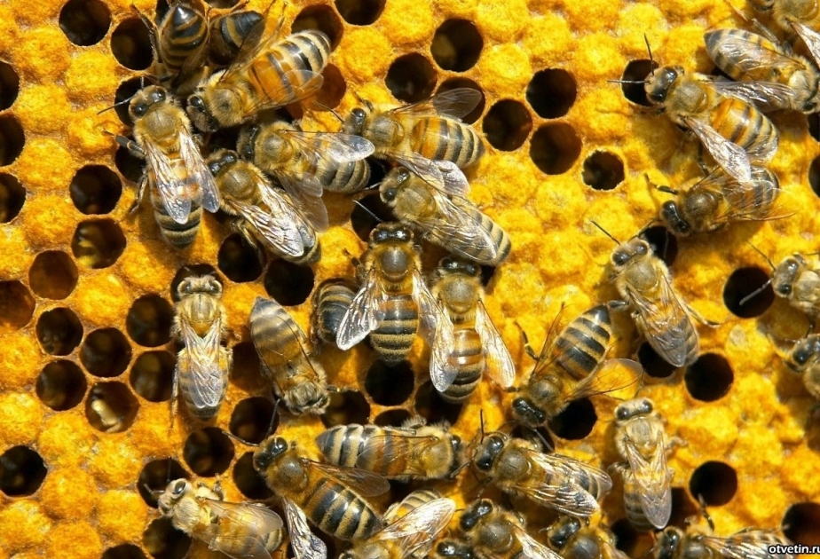 20 мая Всемирный день пчел
