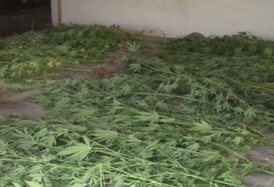 Buzovna sakinindən 877 çətənə kolu və 6 kiloqrama yaxın marixuana götürülüb VİDEO