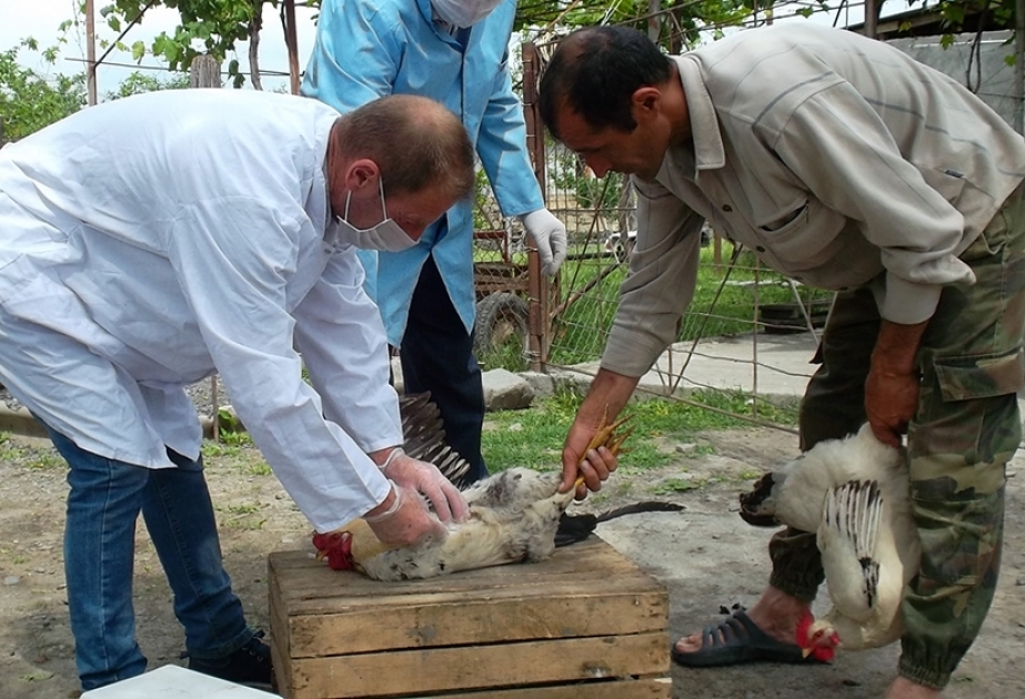 Qaxda xüsusi təhlükəli xəstəliklərə qarşı aparılan profilaktik tədbirlər davam etdirilir