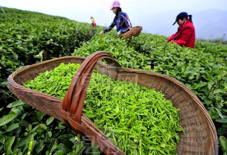 Aserbaidschan exportiert von Januar bis Mai 420.000 Tonnen Teeblätter