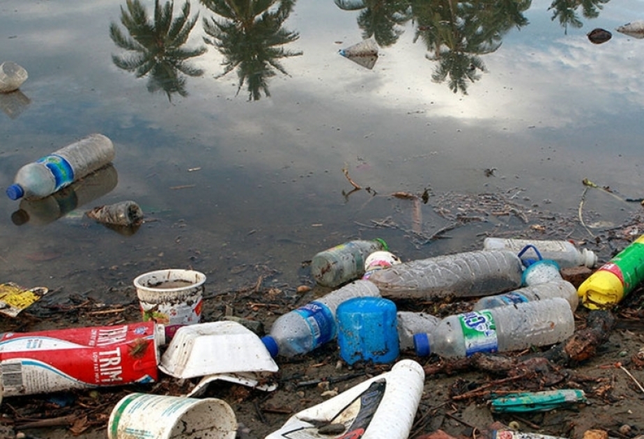 Plastik kütlə mikrohissəcikləri dəniz məhsulları vasitəsilə insan orqanizminə düşə bilər