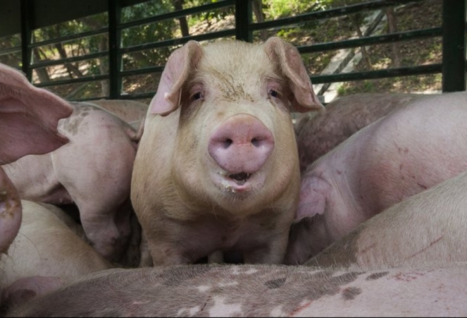 Британская компания предлагает Китаю устойчивых к африканской чуме свиней