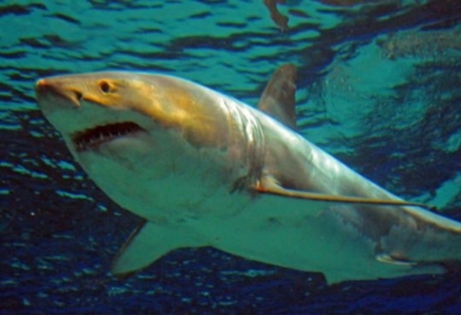 Havay adalarında köpək balığının hücumu nəticəsində bir nəfər ölüb