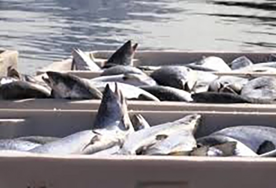 Норвегия: водоросли убивают лосось