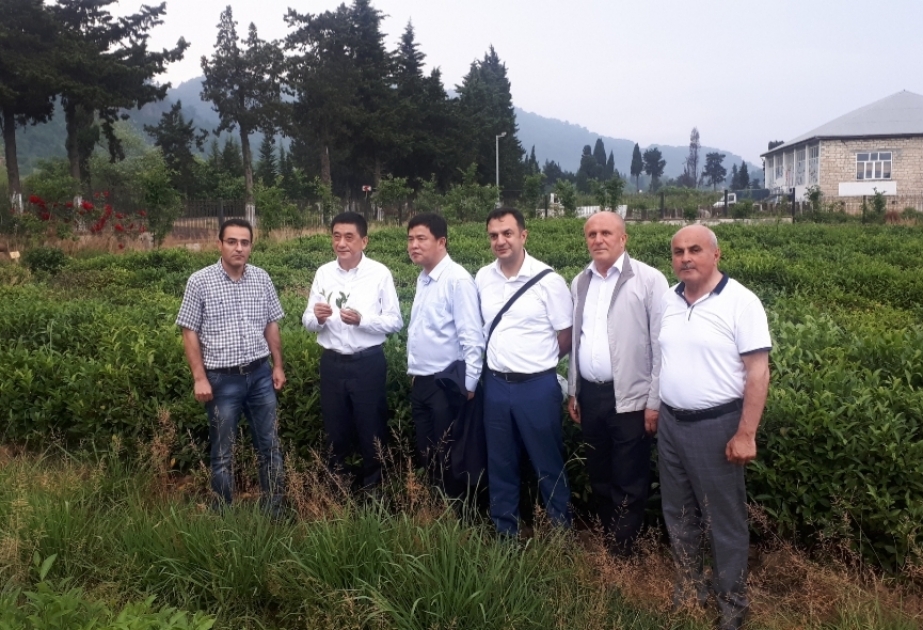Çinli alimlər “Astaraçay” MMC-nin çay fabrikində olublar