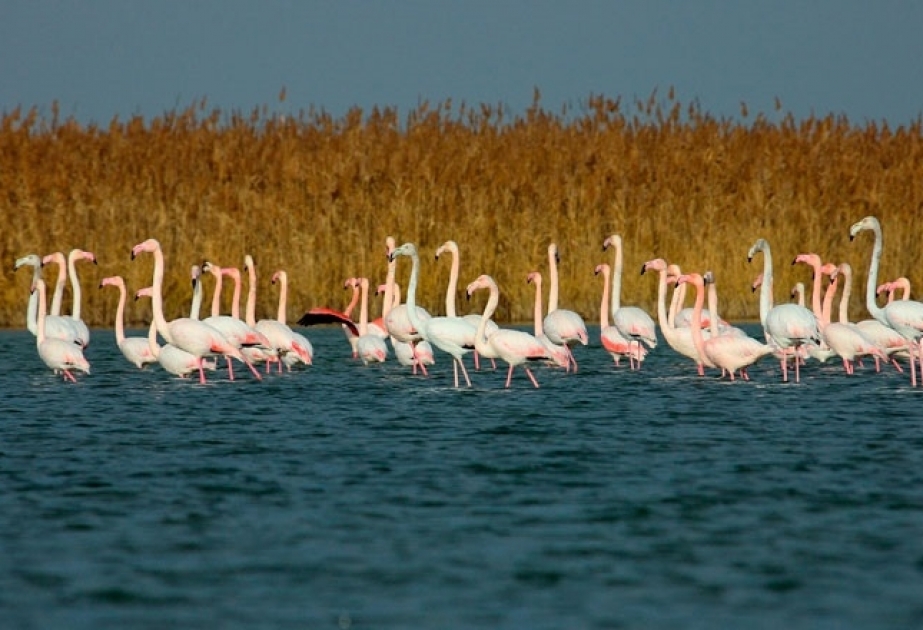 Parque Nacional azerbaiyano que protege a los especies vulnerables