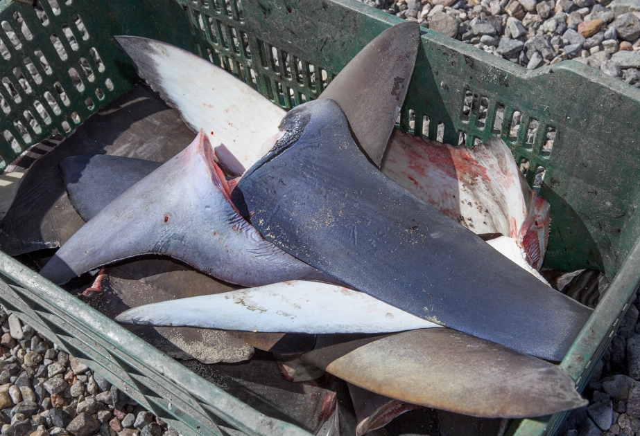 Бельгийская таможня конфисковала 1200 кг акульих плавников