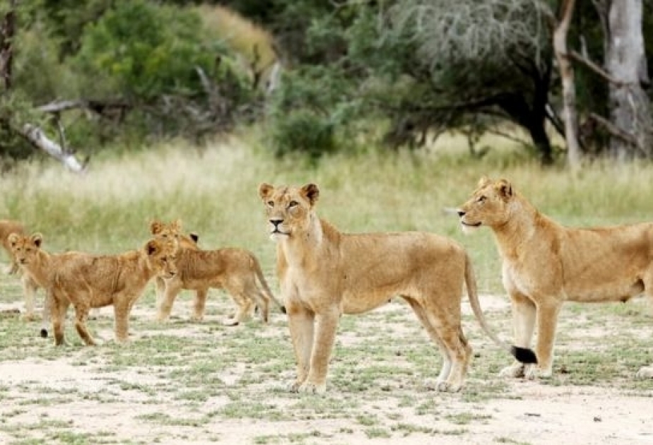 Из заповедника в ЮАР сбежали 14 львов. Их заметили недалеко от города