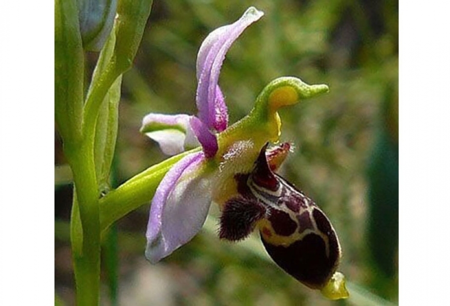 Khari bulbul, fleur endémique et symbole de Choucha