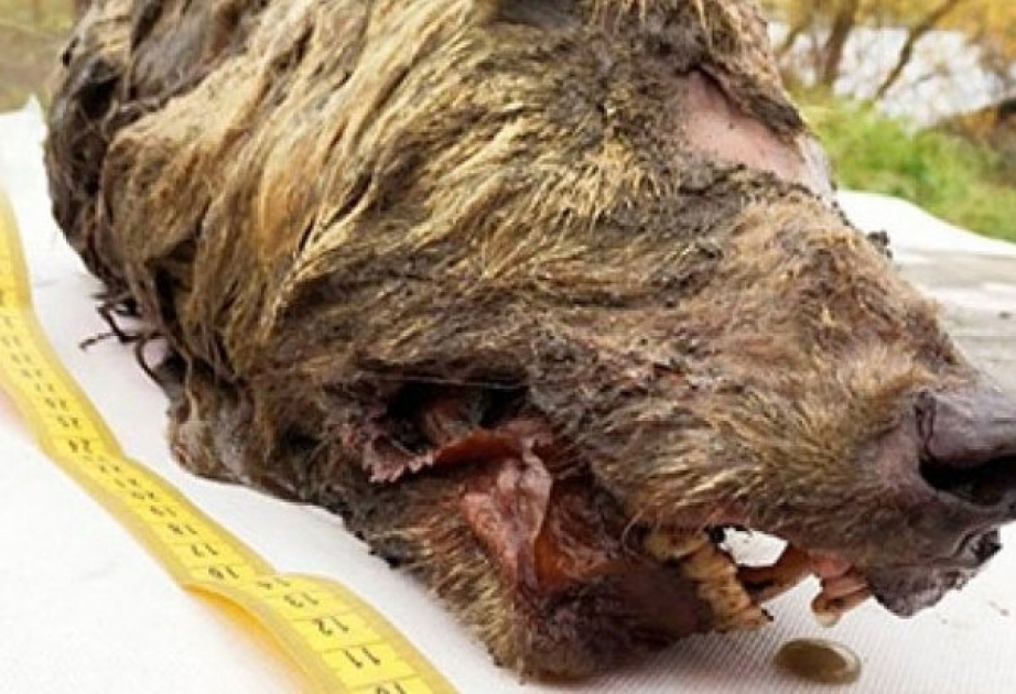 В Якутии найдена голова волка, пролежавшая в мерзлоте 40 тысяч лет