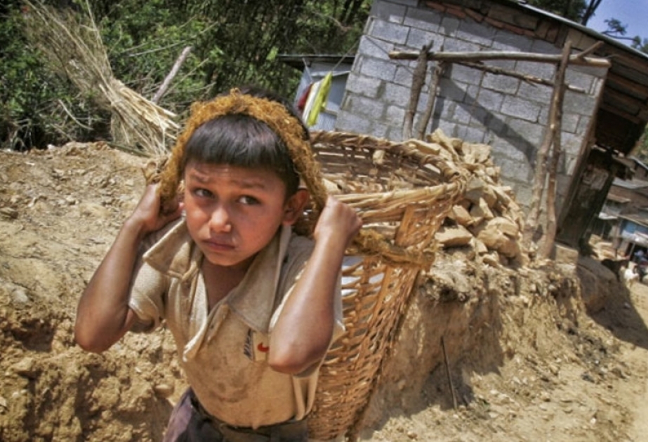108 миллионов детей работают на фермах, полях и плантациях, нередко в опасных условиях
