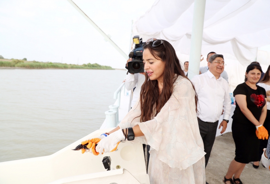 Cérémonie de lâcher d’esturgeons dans la Caspienne à Neftchala  Leyla Aliyeva, vice-présidente de la Fondation Heydar Aliyev, a participé à la cérémonie