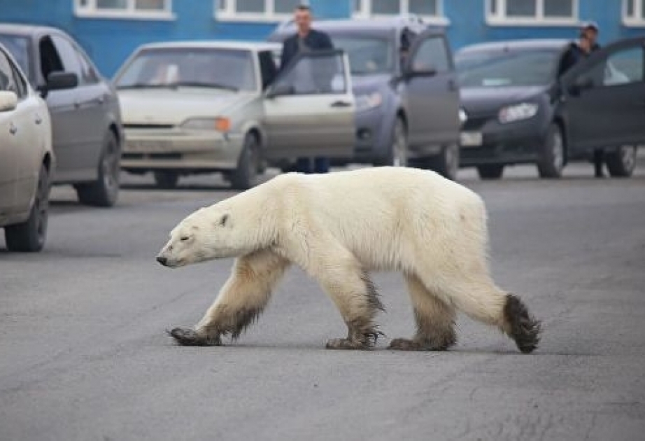 Зоологи поймали гуляющую по Норильску белую медведицу