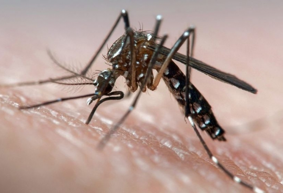 6 аллергических реакций на укусы комаров